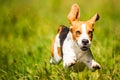 Beagle dog fun on field outdoors run and jump towards camera with ears in the air ant feet above ground Royalty Free Stock Photo