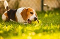 Beagle dog fun in garden outdoors lying on grassd with ball Royalty Free Stock Photo