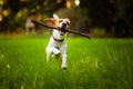 Beagle dog fun on meadow in summer outdoors run and jump with stick in mouth fetching