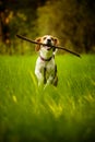 Beagle dog fun on meadow in summer outdoors run and jump with stick in mouth fetching towards camera