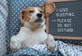 Beagle dog funny sleeping on a pillow paws up Royalty Free Stock Photo