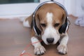 Beagle dog wearing headphones