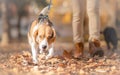 Beagle dog with girl in walk Royalty Free Stock Photo