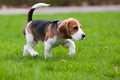 Beagle Dog On Green Grass