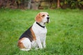 Beagle dog on green meadow, Germany