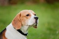 Beagle dog on green meadow, Germany