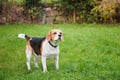 Beagle dog on green meadow, Germany