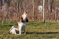 Beagle dog howling sitting outside on the sunny area in the garden