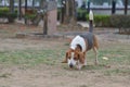 Beagle dog playing in Park Royalty Free Stock Photo