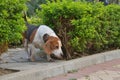 Beagle dog playing in Park Royalty Free Stock Photo