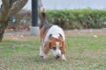 Beagle dog playing in Park Royalty Free Stock Photo