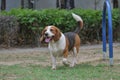 Beagle dog playing in Park Royalty Free Stock Photo