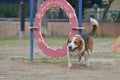 Beagle dog playing in Park Royalty Free Stock Photo