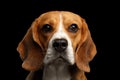 Beagle dog on isolated black background Royalty Free Stock Photo