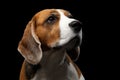 Beagle dog on isolated black background Royalty Free Stock Photo