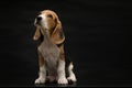 Beagle Dog Isolated On Black Background Royalty Free Stock Photo