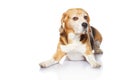 Beagle dog isolated on white background. Royalty Free Stock Photo