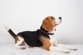 Beagle dog isolated on white background Royalty Free Stock Photo