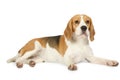 Beagle dog isolated on white background Royalty Free Stock Photo