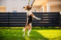 Beagle dog jumping and playing with a ball in green garden park Royalty Free Stock Photo