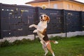 Beagle dog jumping and playing with a ball in green garden park Royalty Free Stock Photo