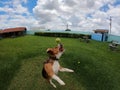 Beagle dog jumping to bite a tennis ball Royalty Free Stock Photo