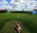 Beagle dog jumping to bite a tennis ball