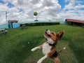 Beagle dog jumping to bite a tennis ball Royalty Free Stock Photo