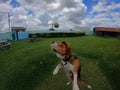 Beagle dog jumping to bite a tennis ball Royalty Free Stock Photo