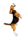 Beagle Dog Jumping Up
