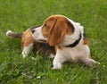 Beagle Dog / Just Curious Royalty Free Stock Photo