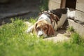 Beagle dog kennel. lies about homes dogs