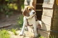 Beagle dog kennel. sitting around the house dogs