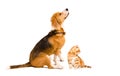 Beagle dog and kitten Scottish Straight sitting together  on white background Royalty Free Stock Photo