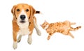 Beagle dog and kitten Scottish Straight together, top view Royalty Free Stock Photo