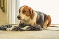 A Beagle dog laying down in a mess of tangled yarn. Beagle dog laying down in a mess of tangled yarn