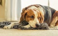 A Beagle dog laying down in a mess of tangled yarn. Beagle dog laying down in a mess of tangled yarn