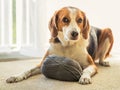 A Beagle dog lays inside on the floor with a big ball of grey yarn