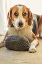 A Beagle dog lays inside on the floor with a big ball of grey yarn Royalty Free Stock Photo