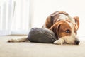 A Beagle dog lays inside on the floor with a big ball of grey yarn Royalty Free Stock Photo