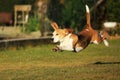 Beagle dog Royalty Free Stock Photo