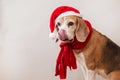 Beagle dog licking his nose portrait on light gray background. Closeup.