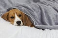 Beagle dog lies covered with a blanket and falls asleep. Tired or sick dog under blankets in bed
