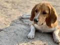 Beagle dog lies in the yard. Pet, family friend, thoroughbred dog in the fresh air. White-brown color of the dog