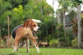 Beagle dog looking alert on estrus cycle