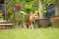 Beagle dog looking alert on estrus cycle