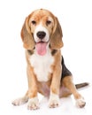 Beagle dog looking at camera. isolated on white background Royalty Free Stock Photo