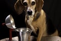 Beagle Dog Looking In Moka Stove-top Espresso Maker