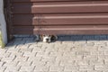 Beagle dog looking out from gate chink being home alone and bored