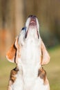 Beagle dog looking up. Headshot. Close up Royalty Free Stock Photo